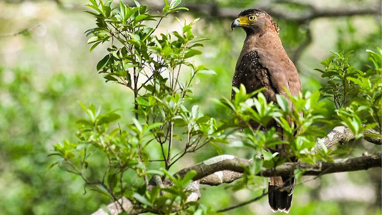 Wildtiertour über Vögel und Säugetiere (14 Tage)