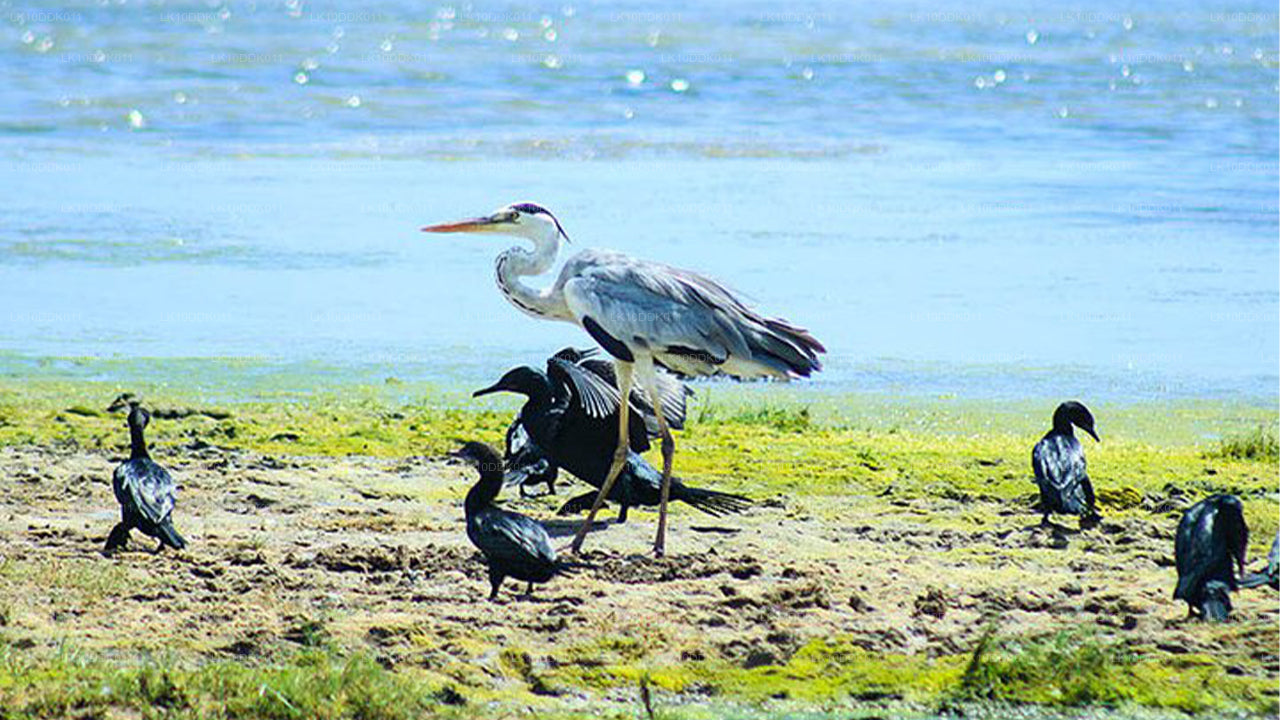 Wildtiertour über Vögel und Säugetiere (14 Tage)