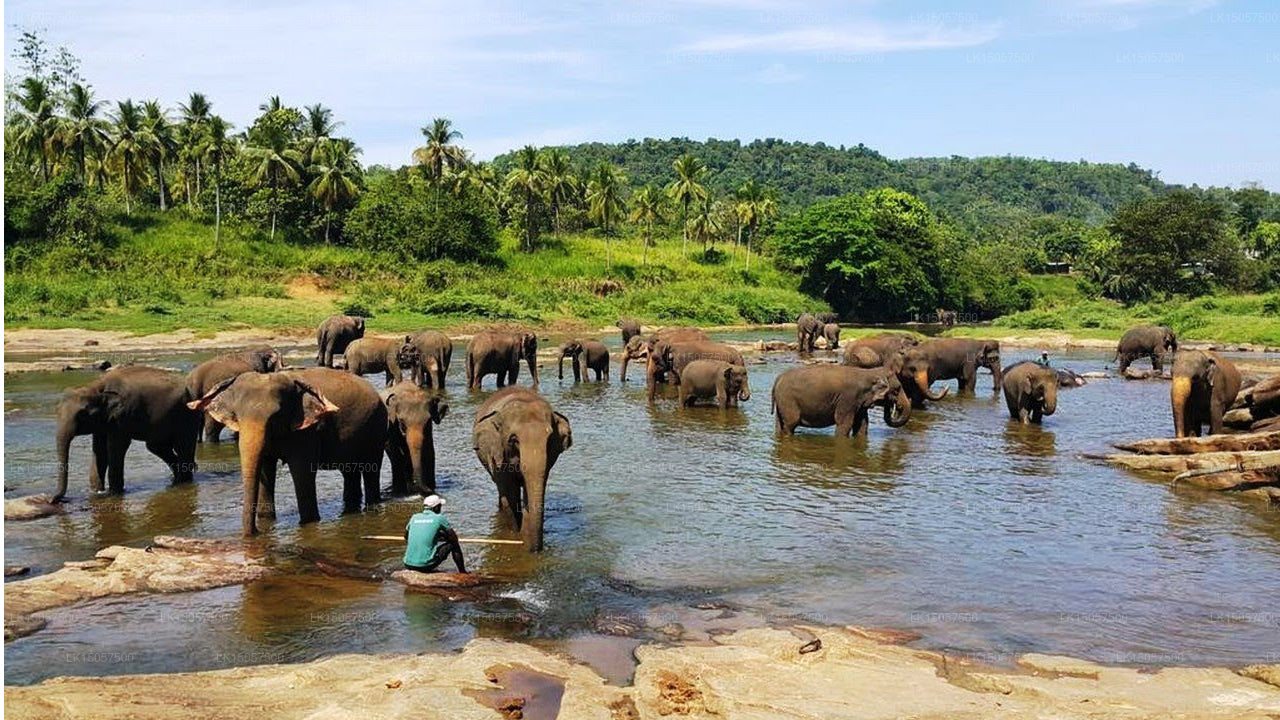 Hotel Elephant Park, Pinnawala