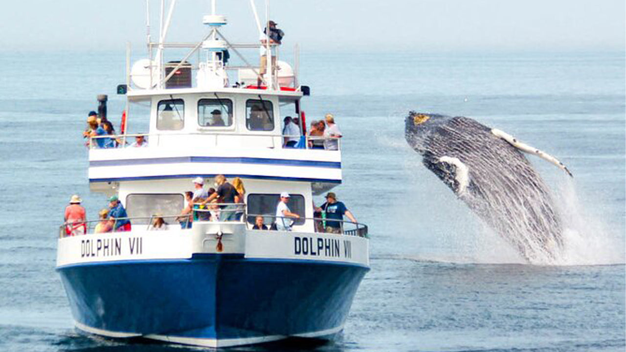 7 Hours Dolphin Watching Cruise From Colombo