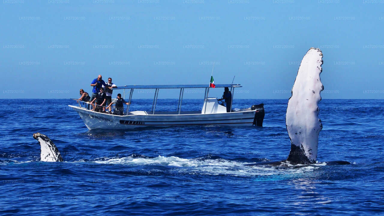 Bootstour zur Walbeobachtung vom Seehafen Trincomalee