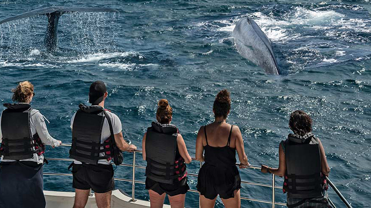 Whale Watching from Weligama