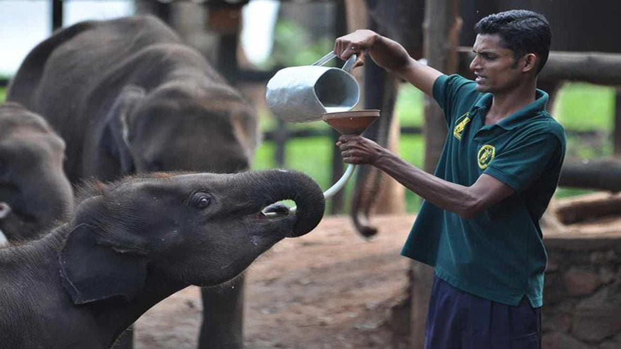 Udawalawe-Nationalpark-Safari mit Hausbesuch beim Elephant Transit