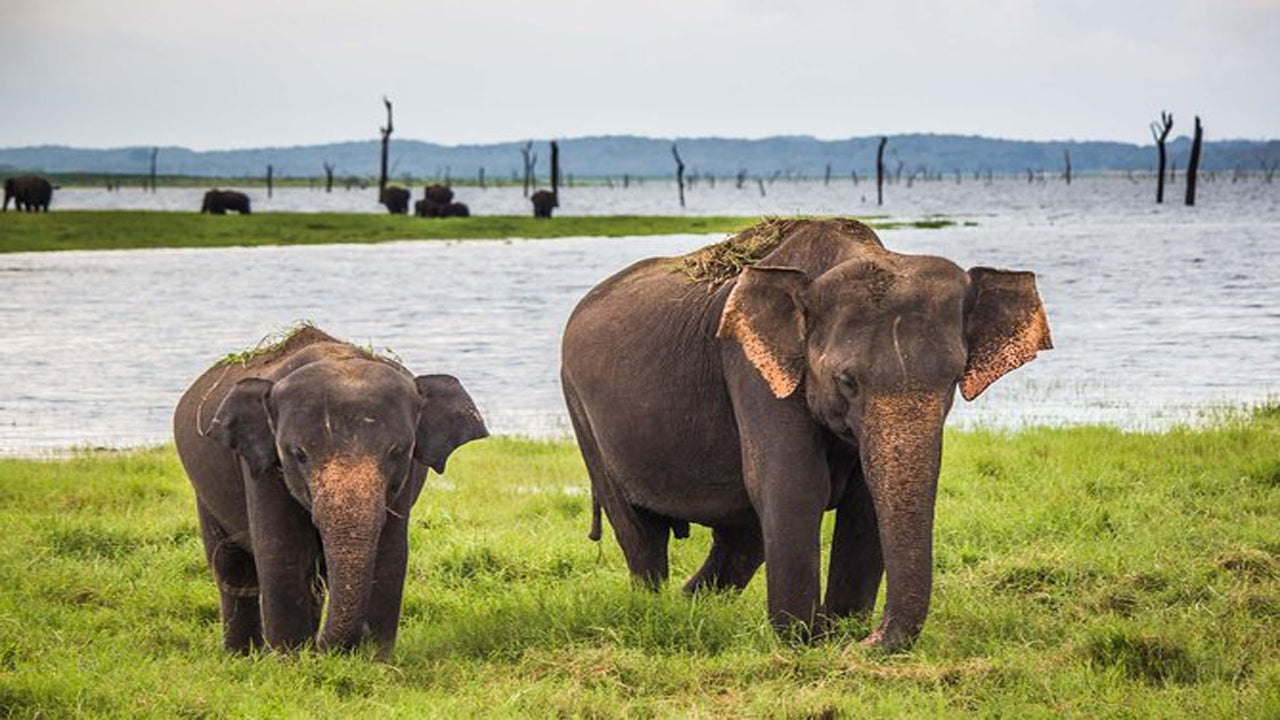 Udawalawe-Nationalpark-Safari mit Hausbesuch beim Elephant Transit