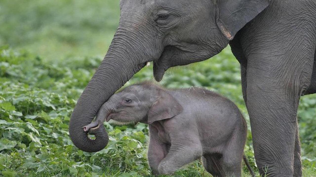 Udawalawe-Nationalpark-Safari mit Hausbesuch beim Elephant Transit