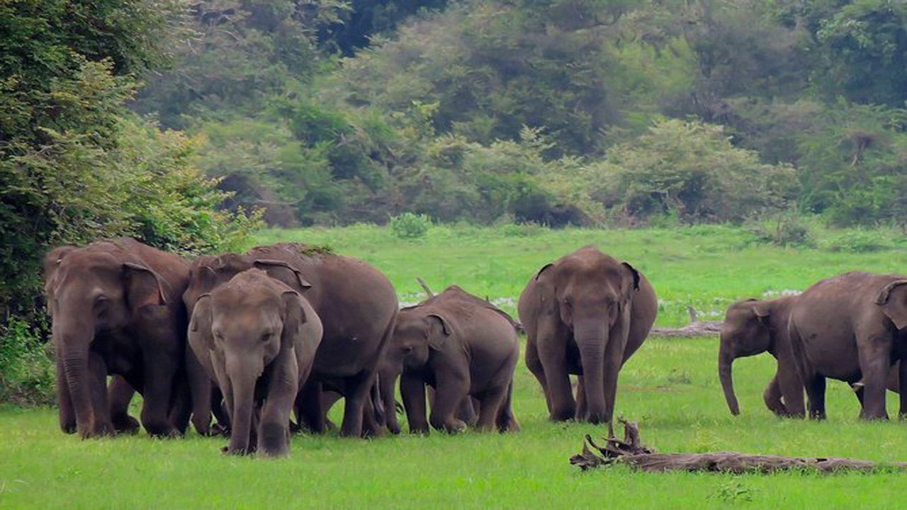 Udawalawe-Nationalpark-Safari mit Hausbesuch beim Elephant Transit