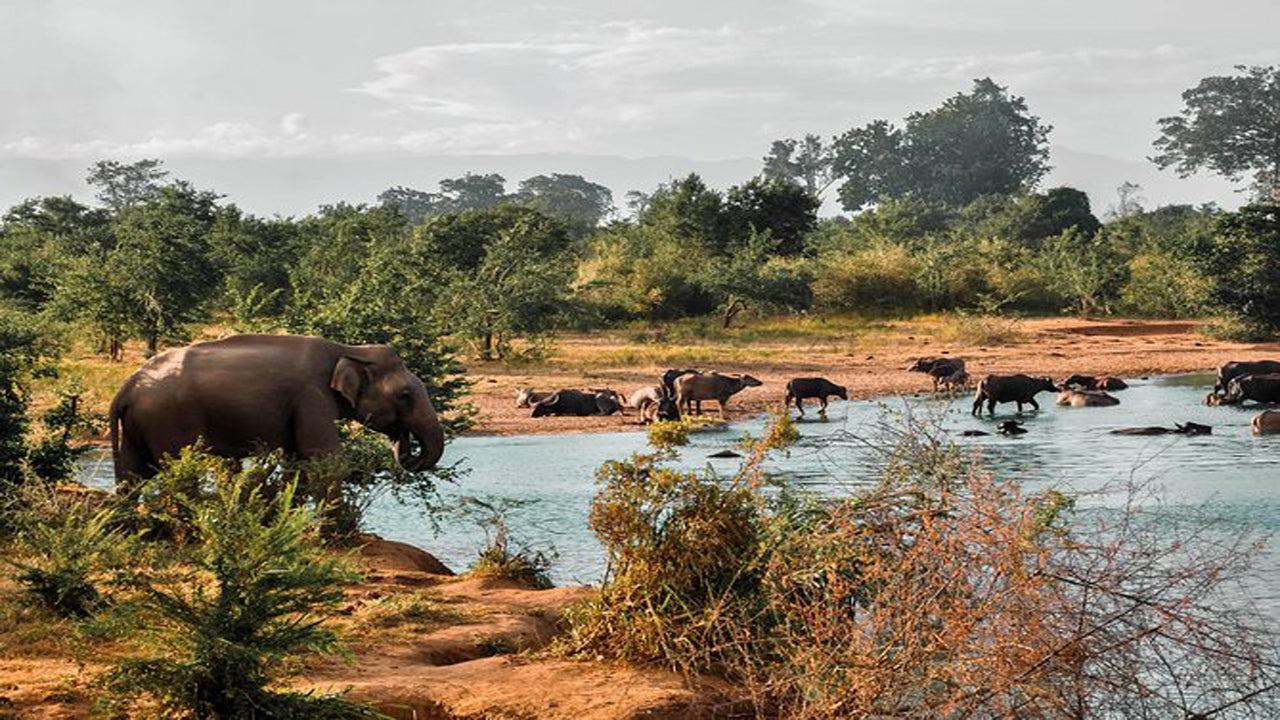 Udawalawe-Nationalpark-Safari mit Hausbesuch beim Elephant Transit