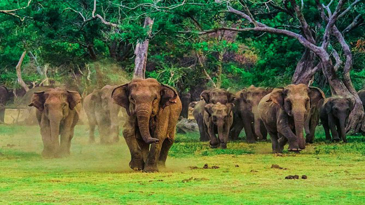 Udawalawe-Nationalpark-Safari mit Hausbesuch beim Elephant Transit