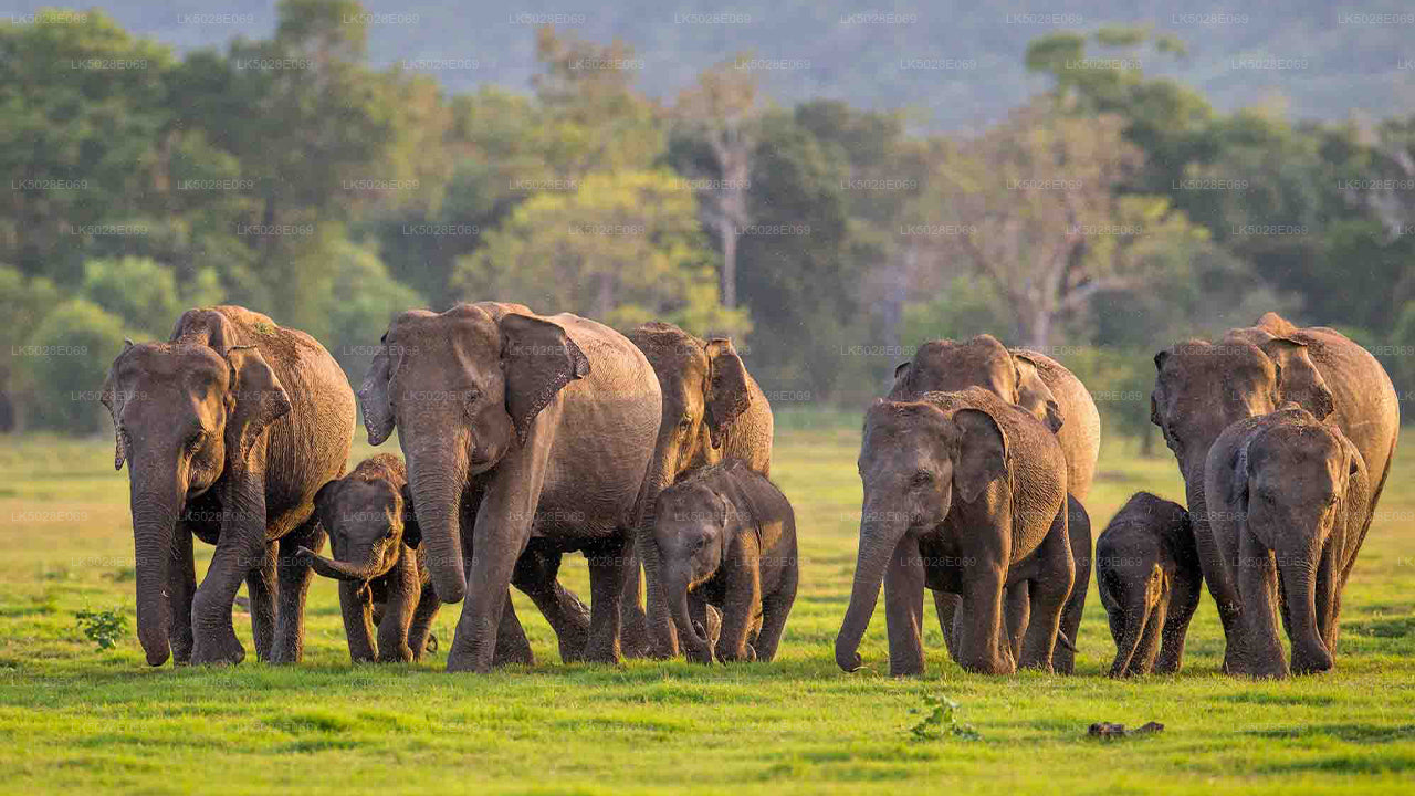 Private Safari von Minneriya aus: The Great Elephant Gathering