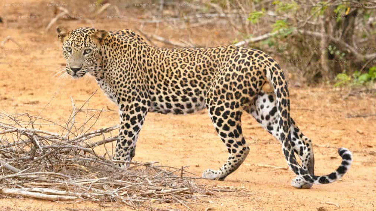 Eintrittskarte für den Udawalawe-Nationalpark