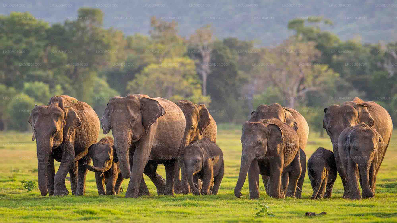 Private Safari im Minneriya-Nationalpark ab Habarana