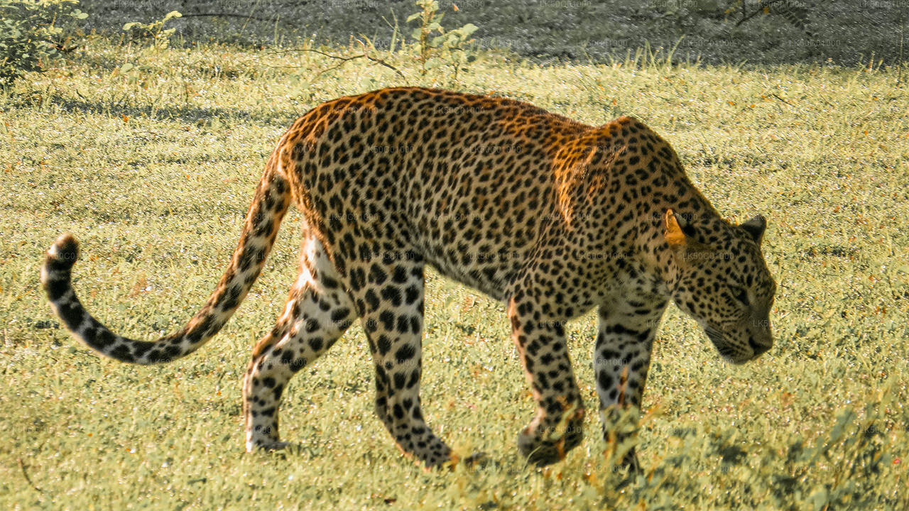 Yala National Park Private Safari with Naturalist