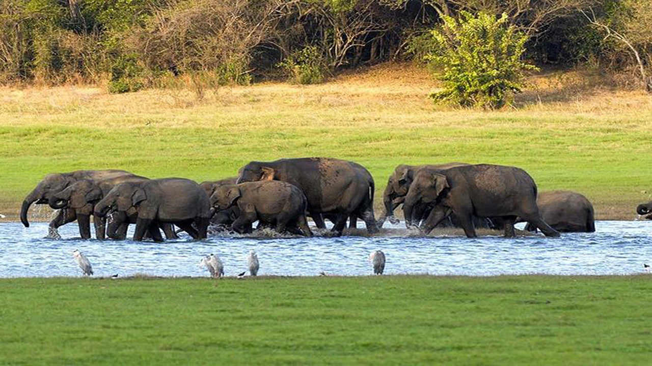 Private Safari im Kaudulla-Nationalpark ab Habarana inklusive Jeep mit Tickets (3 Stunden)