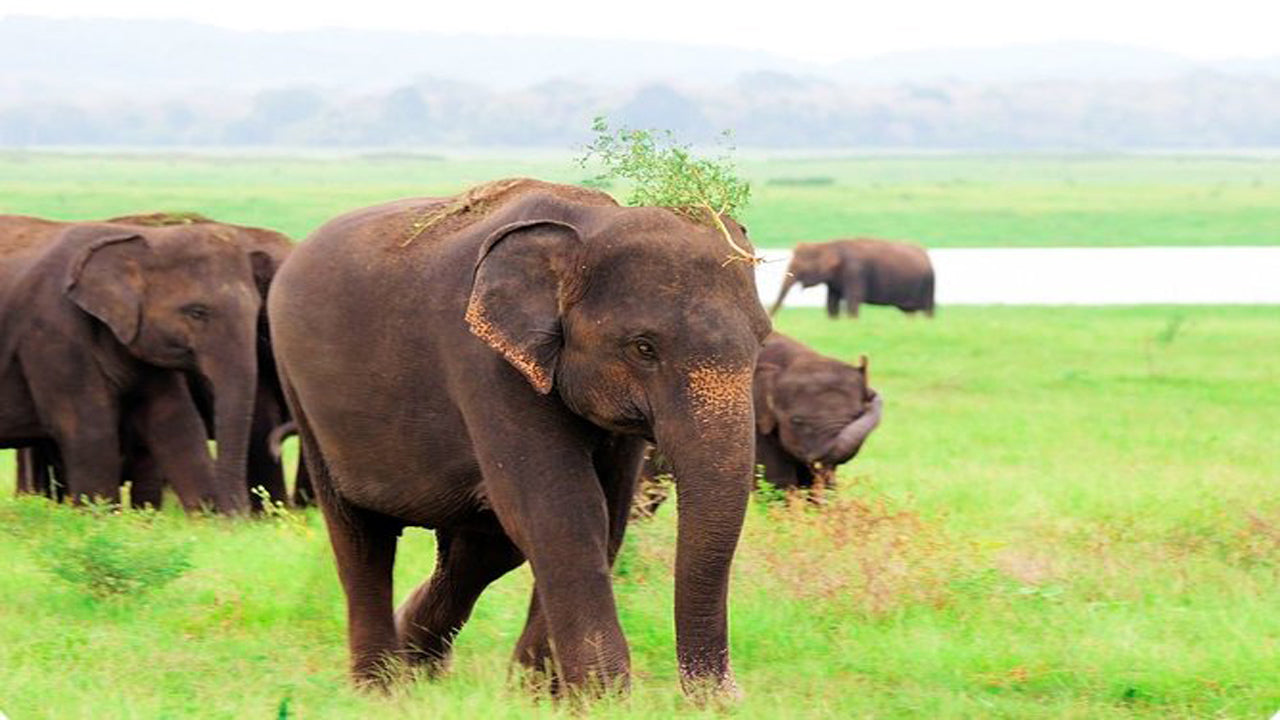 Private Safari im Kaudulla-Nationalpark ab Habarana inklusive Jeep mit Tickets (3 Stunden)