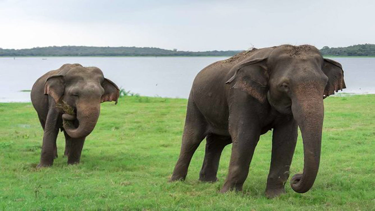 Private Safari im Kaudulla-Nationalpark ab Habarana inklusive Jeep mit Tickets (3 Stunden)