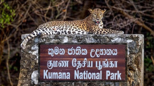 Private Safari im Kumana-Nationalpark