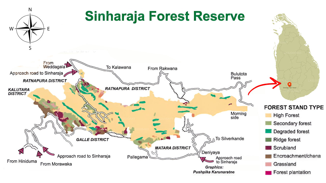 Loris-Beobachtung im Sinharaja-Regenwald