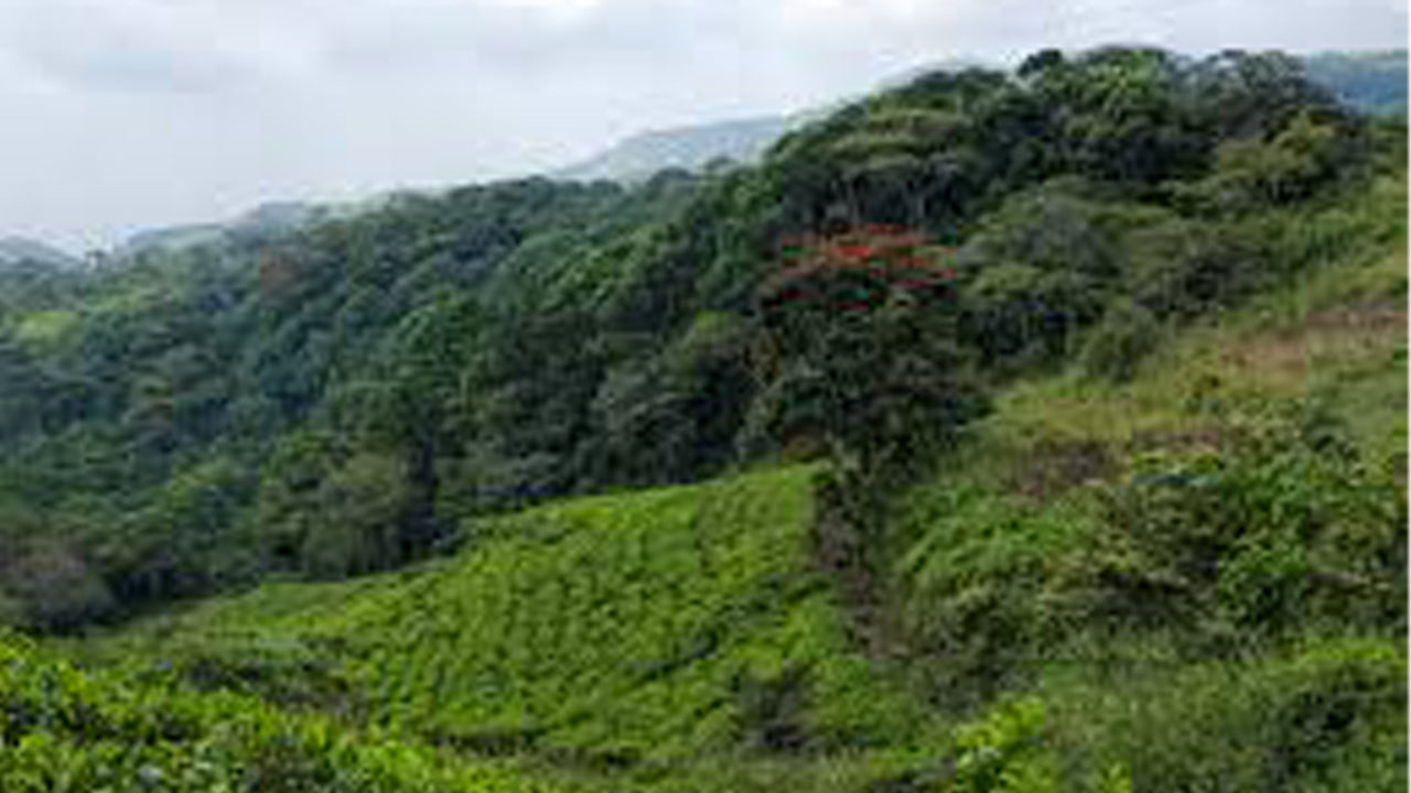 Wanderung durch den Sinharaja-Regenwald ab Galle