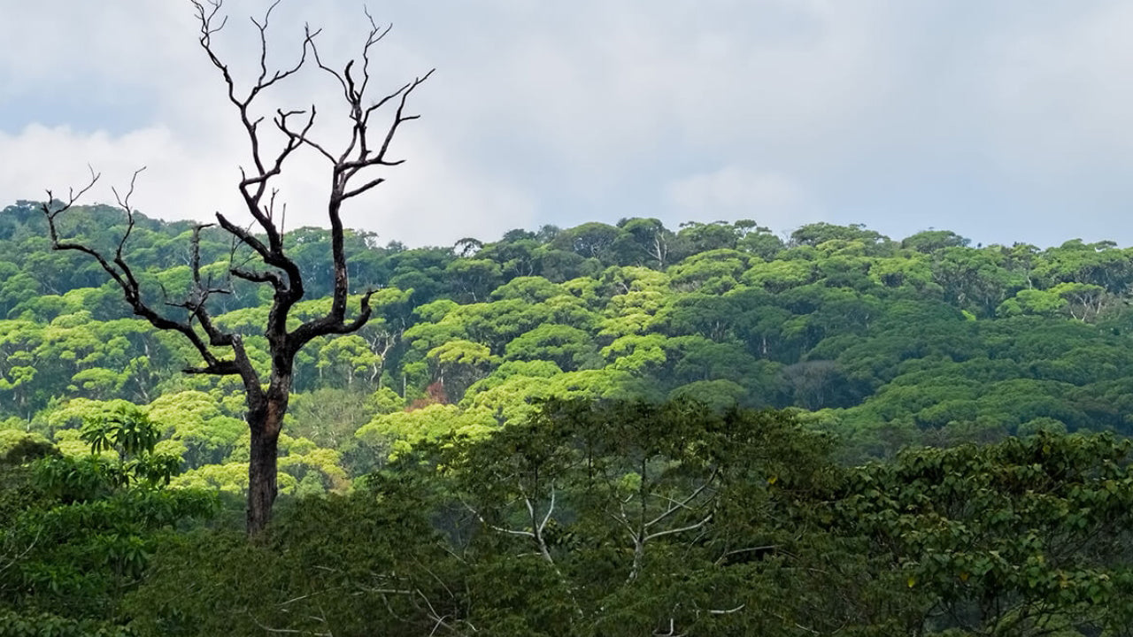 Wanderung durch den Sinharaja-Regenwald ab Galle