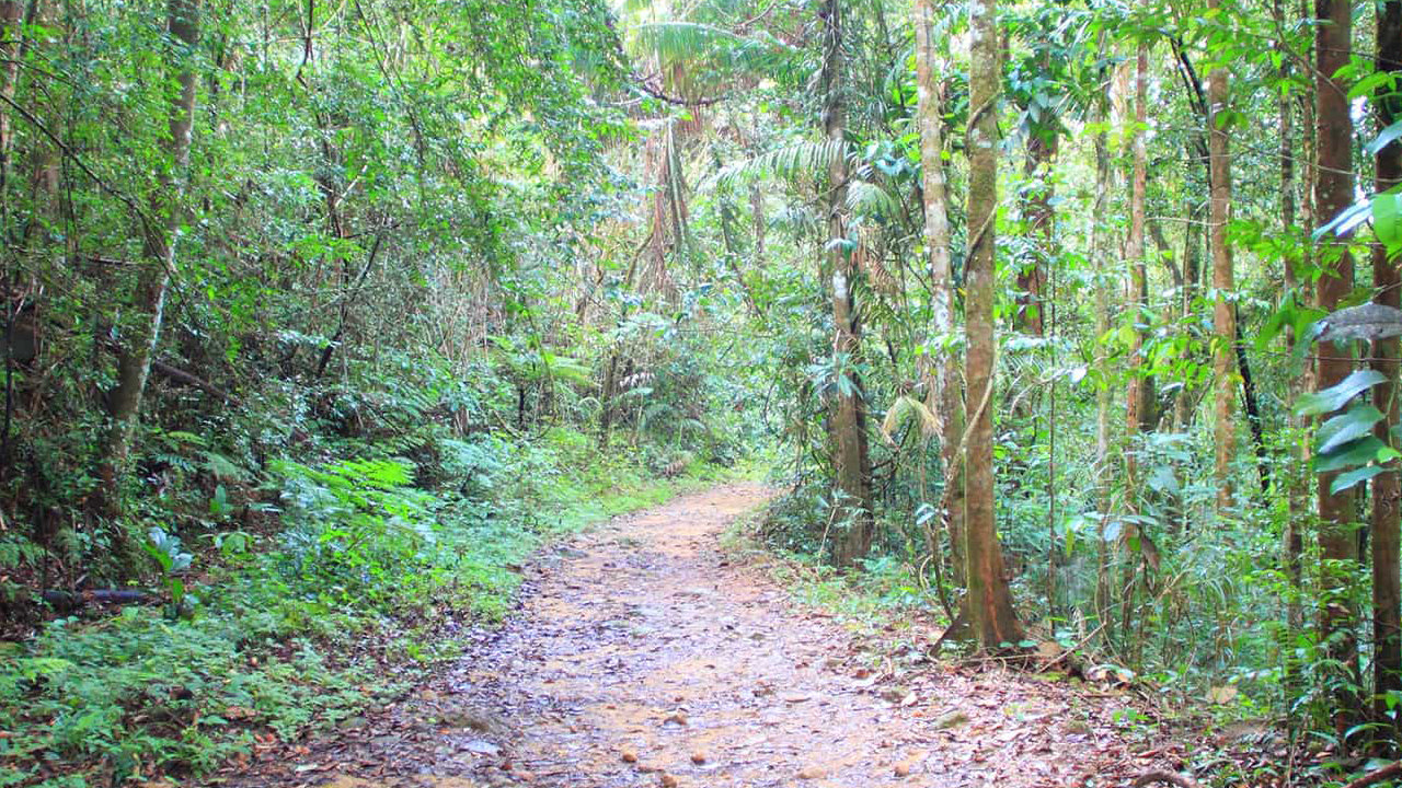 Wanderung durch den Sinharaja-Regenwald ab Galle