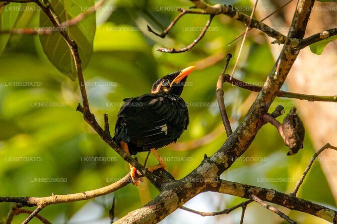 Birds, Wildlife and Culture of Sri Lanka (11 Days)