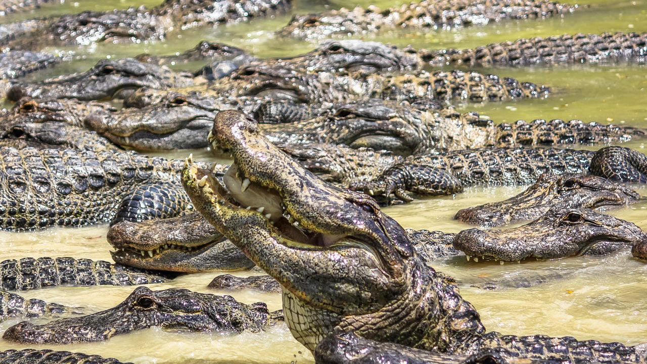 Kumana-Landschafts- und Wildtiertour ab Arugambay