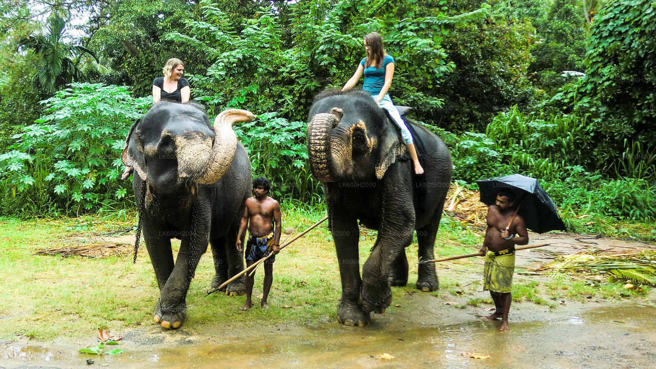 Besuch der Millennium Elephant Foundation aus Kitulgala