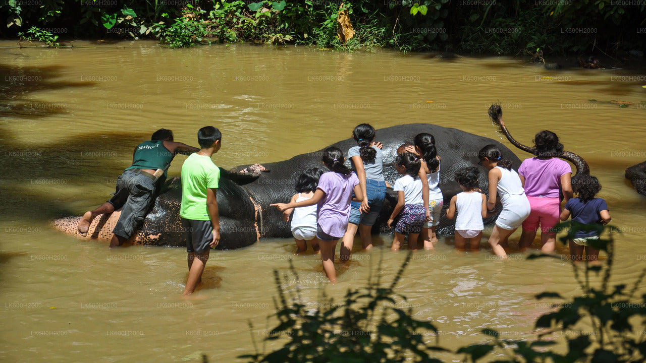 Besuch der Millennium Elephant Foundation aus Kitulgala