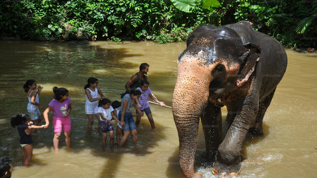 Besuch der Millennium Elephant Foundation aus Kitulgala