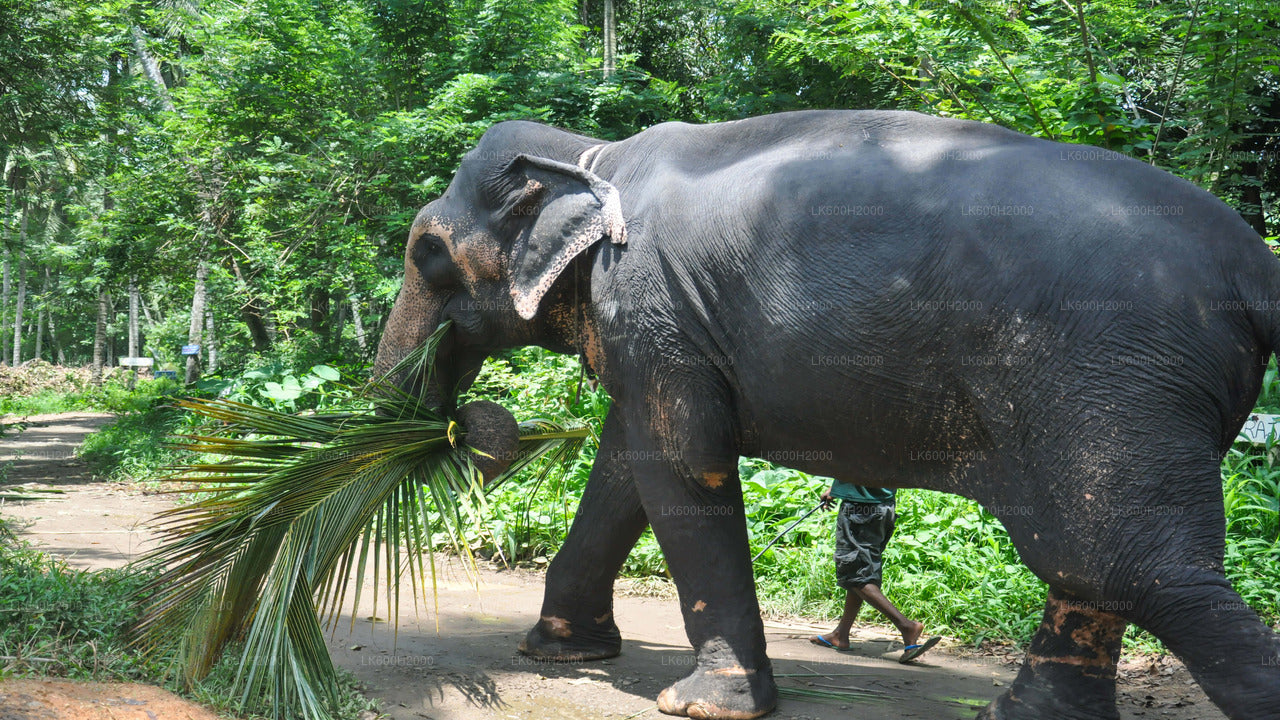 Besuch der Millennium Elephant Foundation aus Kitulgala