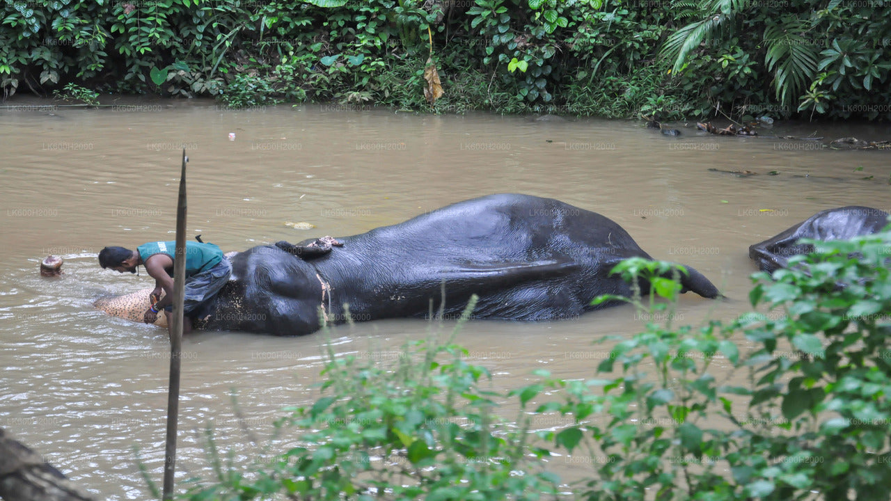 Besuch der Millennium Elephant Foundation aus Kitulgala