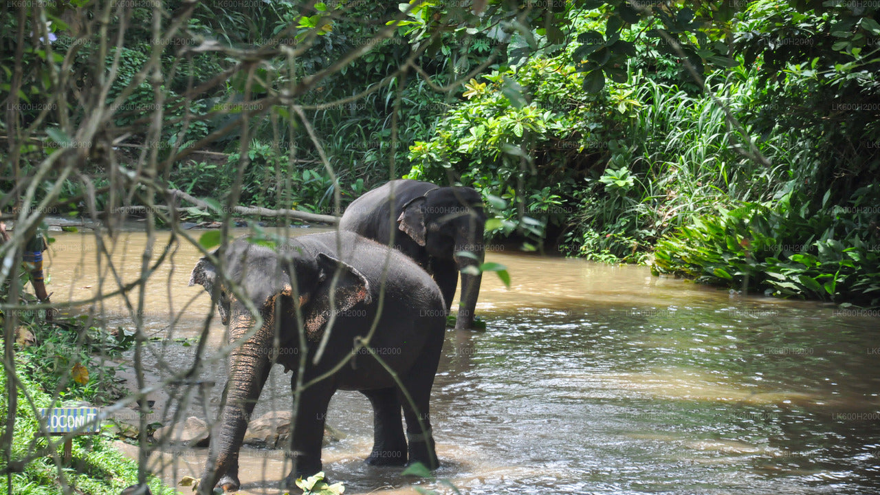 Besuch der Millennium Elephant Foundation aus Kitulgala