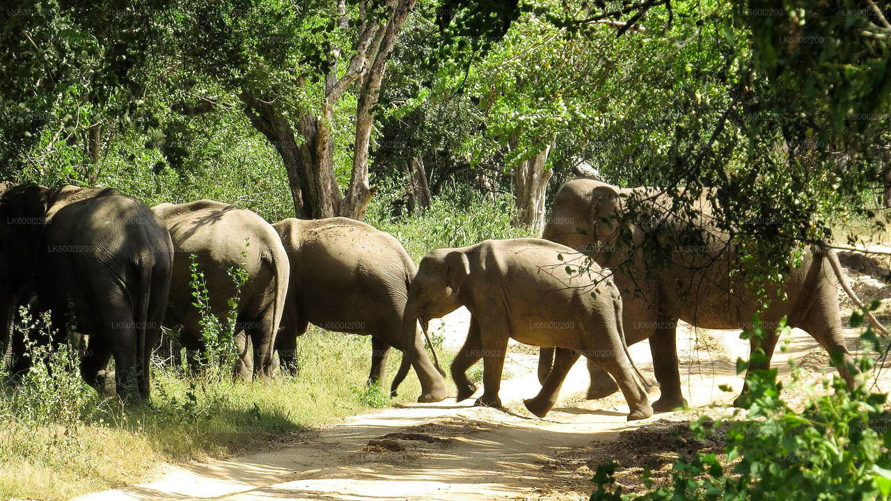 Wilpattu-Nationalpark-Safari ab Dambulla