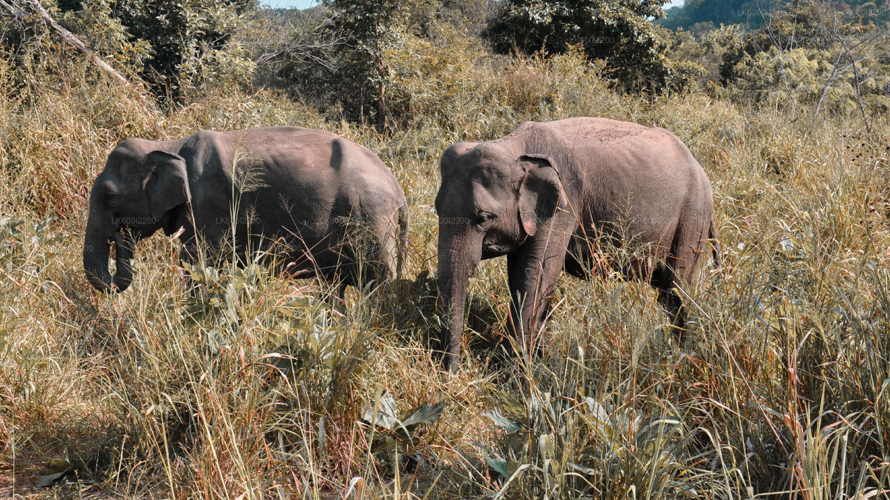 Wilpattu-Nationalpark-Safari ab Dambulla