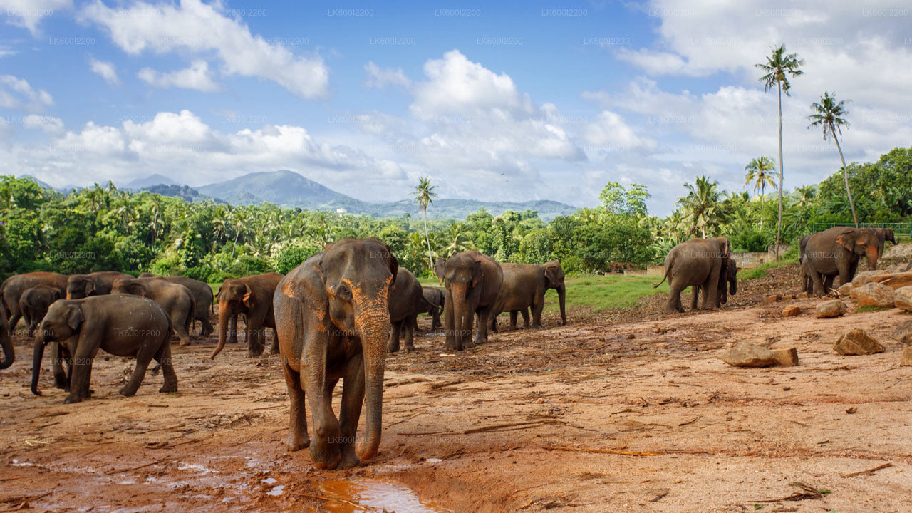 Wilpattu-Nationalpark-Safari ab Dambulla