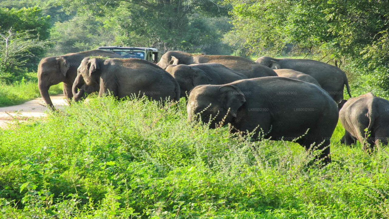Safari im Wasgamuwa-Nationalpark ab Trincomalee