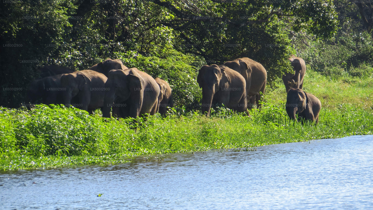 Safari im Wasgamuwa-Nationalpark ab Trincomalee