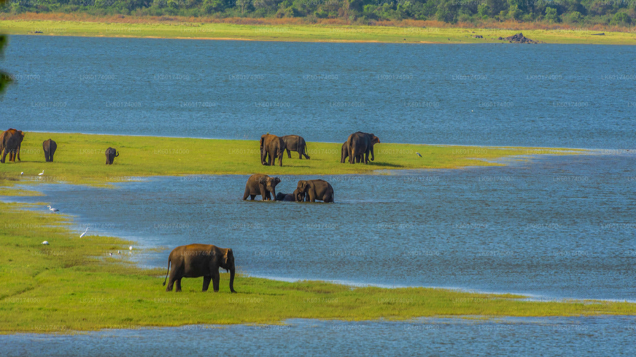 Minneriya-Nationalpark-Safari ab Kitulgala