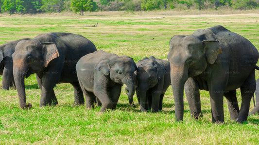 Private Safari im Kaudulla-Nationalpark mit Naturforscher