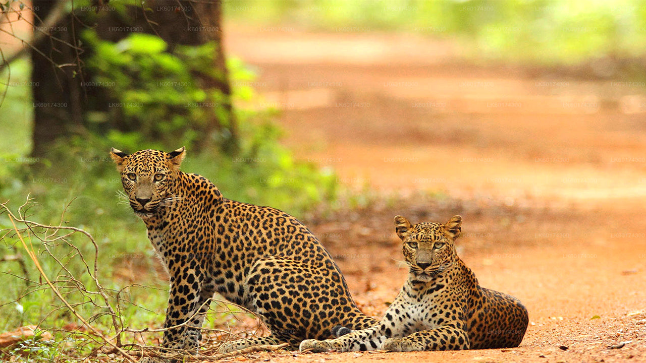 Ab Kandy: Safari im Wasgamuwa-Nationalpark