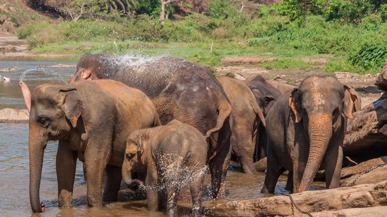 Sigiriya Rock and Wild Elephant Safari ab Sigiriya