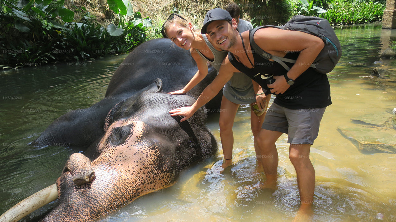 Pinnawala Millennium Elephant Foundation aus Kandy