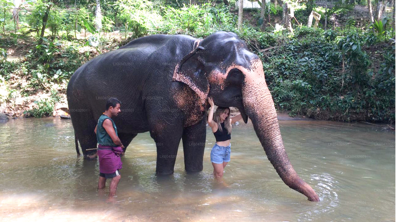 Pinnawala Millennium Elephant Foundation aus Kandy