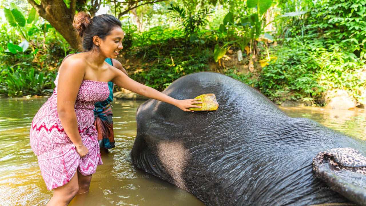 Pinnawala Millennium Elephant Foundation aus Kandy