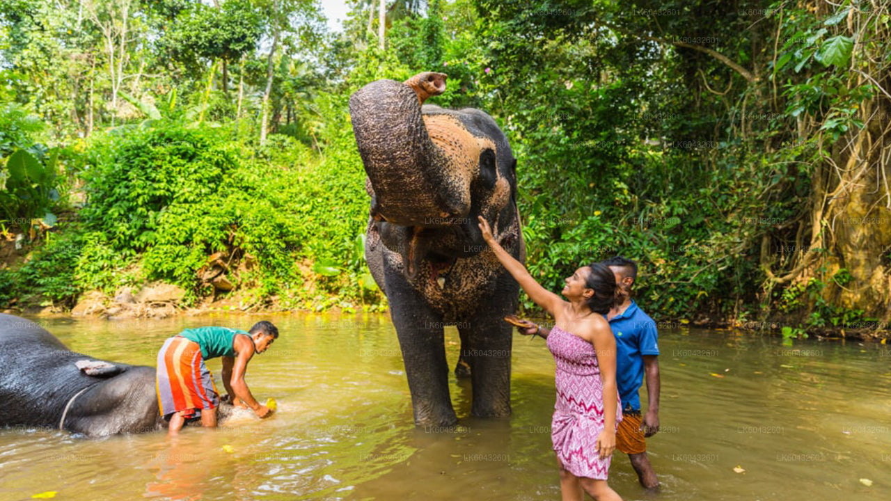 Pinnawala Millennium Elephant Foundation aus Kandy