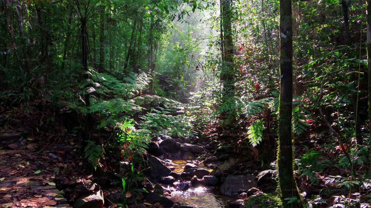 Sinharaja Rain Forest tracking to the Lions Rock