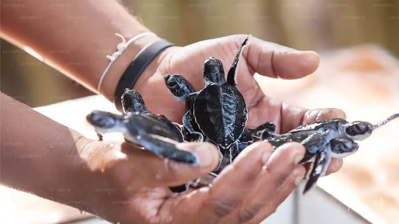 Eintrittskarten für die Schildkrötenaufzuchtstation Kosgoda