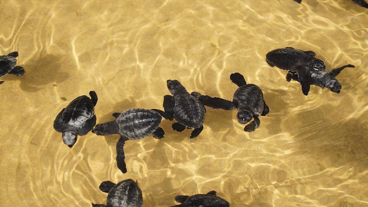 Eintrittskarten für die Schildkrötenaufzuchtstation Kosgoda