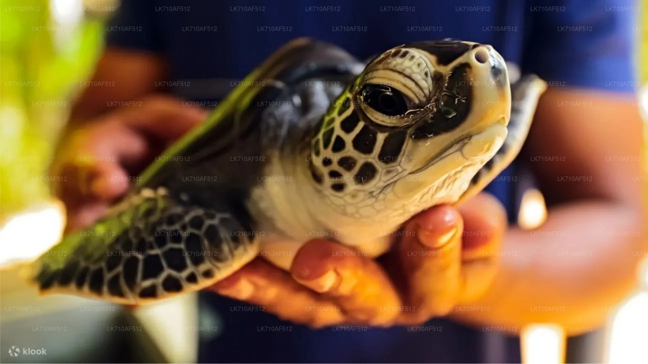 Eintrittskarten für die Schildkrötenaufzuchtstation Kosgoda