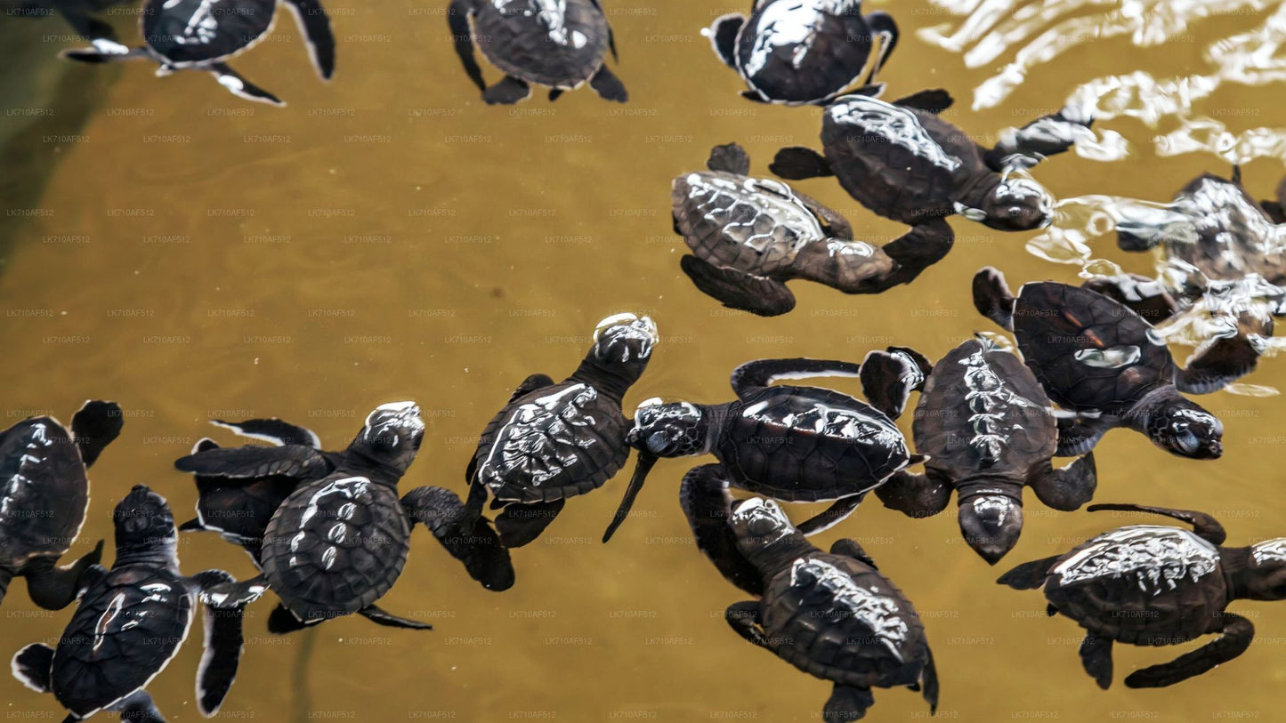 Eintrittskarten für die Schildkrötenaufzuchtstation Kosgoda